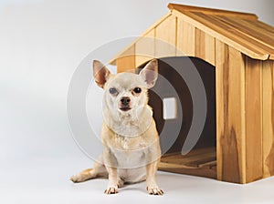 Brown  short hair  Chihuahua dog sitting in  front of wooden dog house, looking at camera, isolated on white background