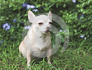 Brown short hair  Chihuahua dog  sitting on green grass in the garden, looking sideway sadly  at camera. Dog behavior concept
