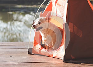 brown short hair Chihuahua dog sitting in the orange camping tent outdoor in morning sunlight, smiling with his tongue out. Pet