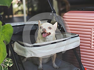 brown short hair chihuahua dog sitting in pet stroller with pink suitcase in the garden. Smiling happily. happy vacation and