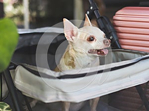 brown short hair chihuahua dog sitting in pet stroller with pink suitcase in the garden. Smiling happily. happy vacation and