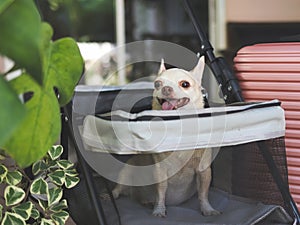 brown short hair chihuahua dog sitting in pet stroller with pink suitcase in the garden. Smiling happily. happy vacation and