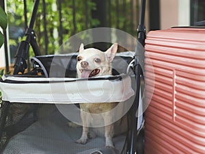 brown short hair chihuahua dog sitting in pet stroller with pink suitcase in the garden. Smiling happily. happy vacation and