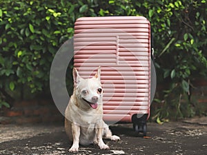 brown short hair chihuahua dog sitting with pink suitcase in the garden. Smiling happily. happy vacation and travelling with pet