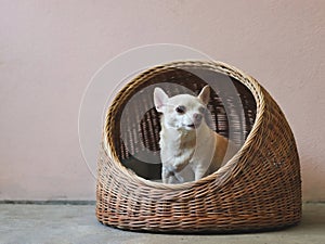 brown short hair chihuahua dog sitting in rattan pet house on Cement floor and pink wall