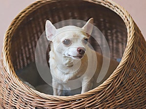 brown short hair chihuahua dog sitting in rattan pet house on Cement floor and pink wall