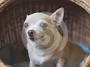 brown short hair chihuahua dog sitting in rattan pet house on Cement floor and pink wall