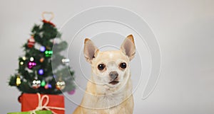 brown short hair chihuahua dog sitting on white background with Christmas tree and red and green gift box