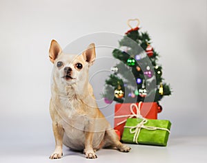 brown short hair chihuahua dog sitting on white background with Christmas tree and red and green gift box