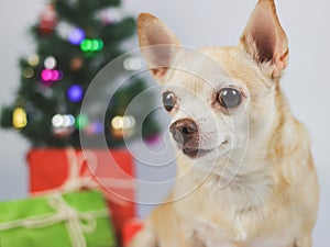 brown short hair chihuahua dog sitting on white background with Christmas tree and red and green gift box