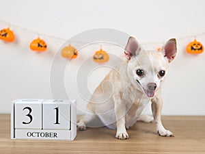 brown short hair chihuahua dog sitting on wooden floor with wooden calendar October 31 and halloween pumpkins decoration on white