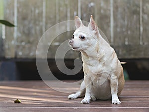 brown short hair Chihuahua dog sitting on wooden floor with wooden wall background