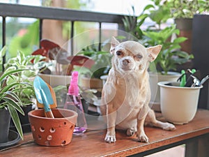 Brown short hair Chihuahua dog sitting on wooden table  with houseplants in plant pots  and gardening tools  in morning sunlight