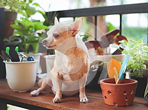 Brown short hair Chihuahua dog sitting on wooden table  with houseplants in plant pots  and gardening tools  in morning sunlight,