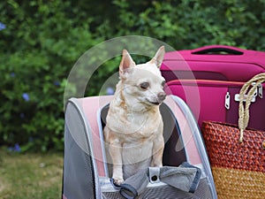 Brown short hair chihuahua dog standing  in pet carrier backpack on green grass with travel accessories, pink luggage and  woven