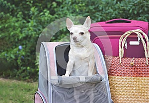 brown short hair chihuahua dog standing in pet carrier backpack on green grass with travel accessories, pink luggage and woven