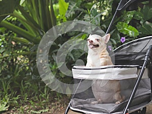 brown short hair chihuahua dog standing in pet stroller in the garden. Smiling happily