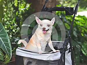 brown short hair chihuahua dog standing in pet stroller in the garden. Smiling happily
