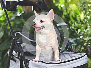 brown short hair chihuahua dog standing in pet stroller in the garden. Smiling happily