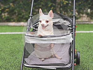 brown short hair chihuahua dog standing in pet stroller on green grass. Smiling happily