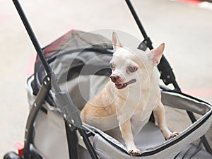 brown short hair chihuahua dog standing in pet stroller looking sideway