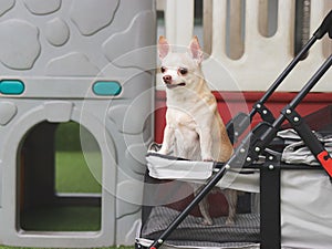 brown short hair chihuahua dog standing in pet stroller looking surprised. Colorful kids playground equipment background