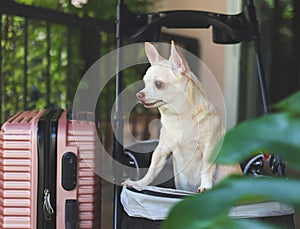 brown short hair chihuahua dog standing in pet stroller with pink suitcase in the garden. Looking away curiously. vacation and