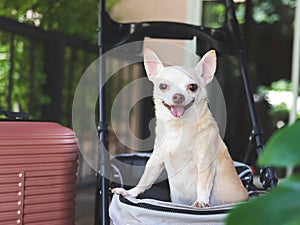 brown short hair chihuahua dog standing in pet stroller with pink suitcase in the garden. Smiling happily. happy vacation and