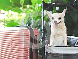 brown short hair chihuahua dog standing in pet stroller with pink suitcase in the garden. Smiling happily. happy vacation and