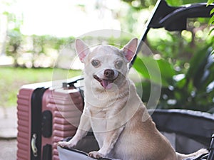 brown short hair chihuahua dog standing in pet stroller with pink suitcase in the garden. Smiling happily. happy vacation and