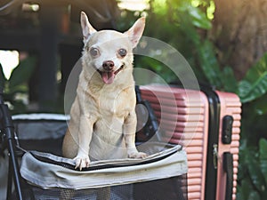 brown short hair chihuahua dog standing in pet stroller with pink suitcase in the garden. Smiling happily. happy vacation and