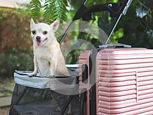 brown short hair chihuahua dog standing in pet stroller with pink suitcase in the garden. Smiling happily. happy vacation and