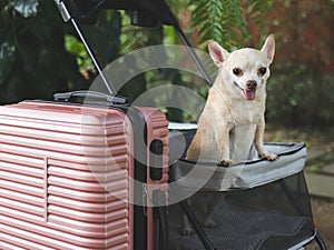 brown short hair chihuahua dog standing in pet stroller with pink suitcase in the garden. Smiling happily. happy vacation and