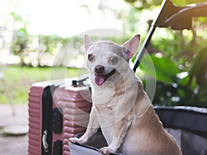 brown short hair chihuahua dog standing in pet stroller with pink suitcase in the garden. Smiling happily. happy vacation and