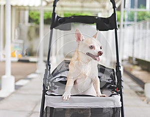 brown short hair chihuahua dog standing in pet stroller on walkway