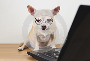 brown short hair chihuahua dog wearing eyeglasses sitting on wooden floor with computer notebook working and looking at computer