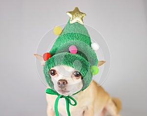 brown short hair chihuahua dog, wearing green christmas tree hat costume sitting on gray background and looking at camera,
