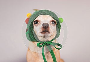 brown short hair chihuahua dog, wearing green christmas tree hat costume sitting on gray background and looking at camera,