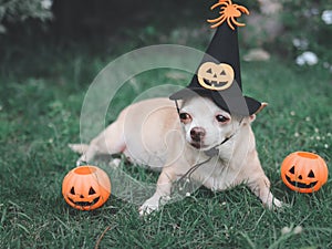 Brown  short hair  Chihuahua dog wearing Halloween witch hat decorated with pumpkin face and spider, lying down  on green grass in