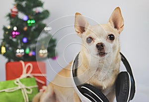 brown short hair chihuahua dog wearing headphones around neck sitting on white background with Christmas tree and red and green