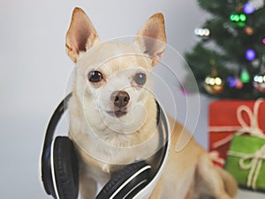 brown short hair chihuahua dog wearing headphones around neck sitting on white background with Christmas tree and red and green