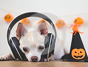 brown short hair chihuahua dog wearing headphones, lying down on wooden floor with Halloween witch hat decorated with pumpkin head