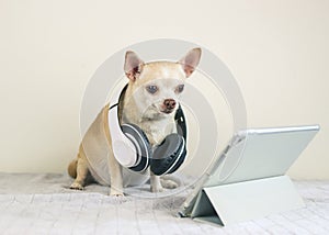 brown short hair Chihuahua dog wearing headphones sitting on bed and white background with digital tablet, looking at tablet