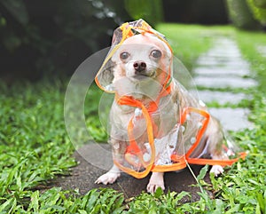 brown short hair chihuahua dog wearing rain coat hood sitting in the garden