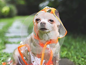 brown short hair chihuahua dog wearing rain coat hood sitting in the garden