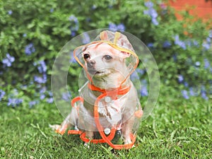 brown short hair chihuahua dog wearing rain coat hood sitting in the garden with green and purple flowers background, looking away