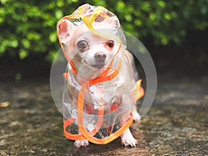 brown short hair chihuahua dog wearing rain coat hood standing on cement floor in the garden, looking at camera