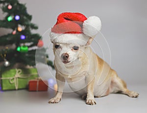 brown short hair chihuahua dog wearing red Santa Christmas hat sitting on white background with Christmas tree and red and green