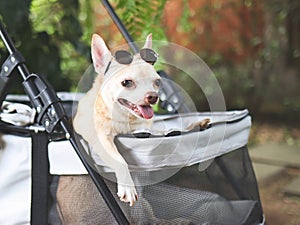 brown short hair chihuahua dog wearing sunglasses on head, sitting in pet stroller in the garden with green plant background.