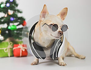 brown short hair chihuahua dog wearing sunglasses and headphones around neck sitting on white background with Christmas tree and